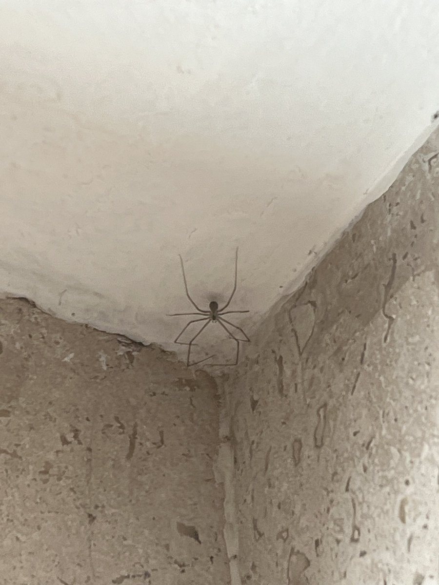 julipasquel's tweet photo. @Arachno_Cosas Hola! Espero te encuentres bien, me podrías ayudar a identificar esta araña? La encontré en Cuajimalpa, CDMX. Muchas gracias!! Saludos :) https://t.co/0yF1IkozLM