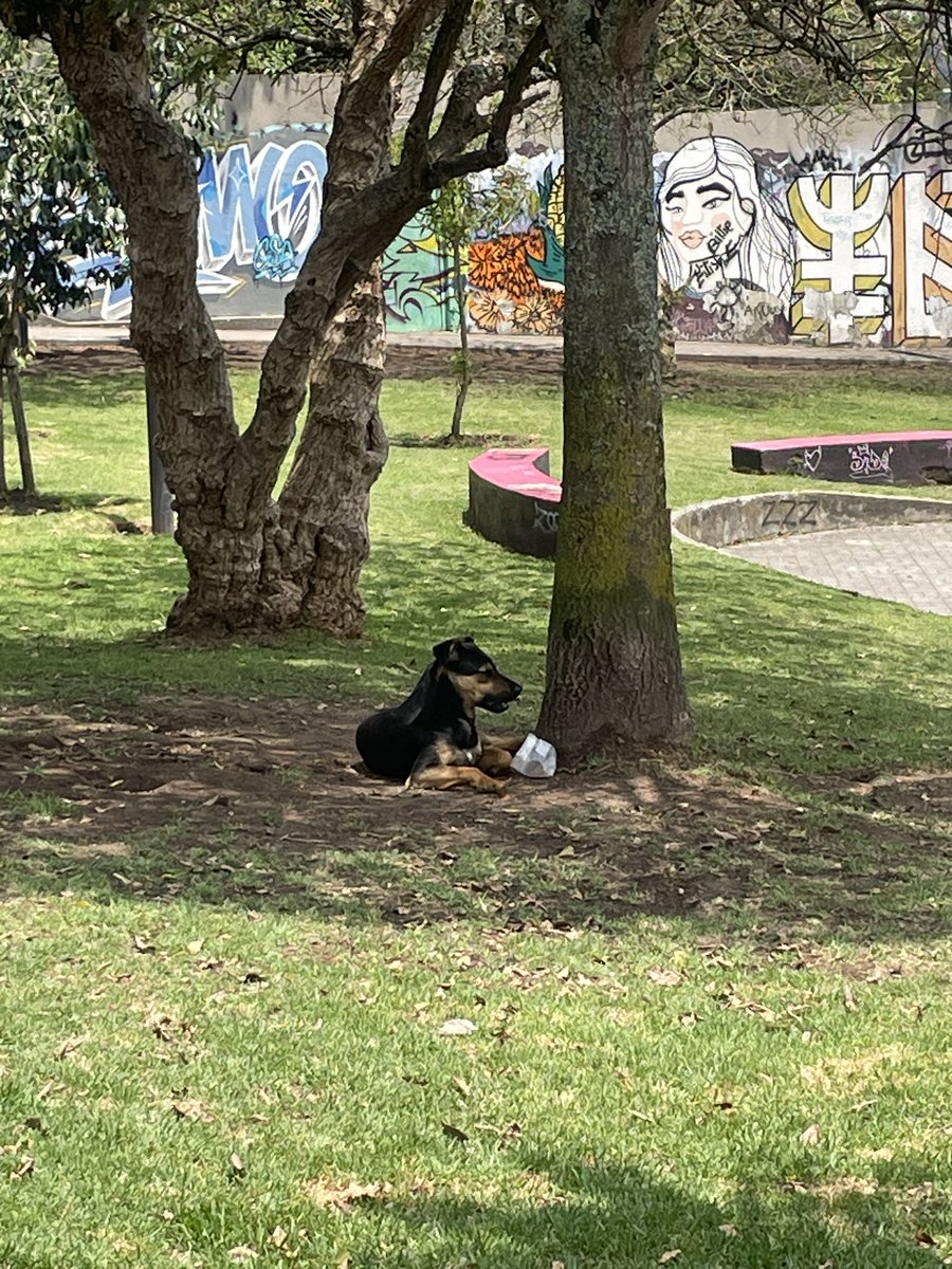 Señores <a href="/PAEecuador/">Protección Animal EC</a>, hay un perrito perdido o abandonado en el Parque Feliz de <a href="/LaFlorestaQuito/">Barrio La Floresta Quito</a>