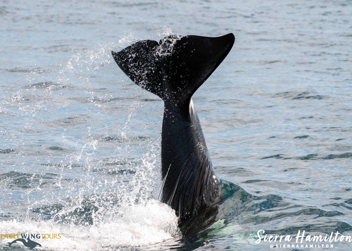 eaglewingtours's tweet photo. A member of the T038 family does a headstand shortly after the family finished its morning meal!
#Wild4Whales #ExploringtheSalishSea #FloatingClassroom #MarineEducation #EducatingtheFuture https://t.co/nhethDhKvx