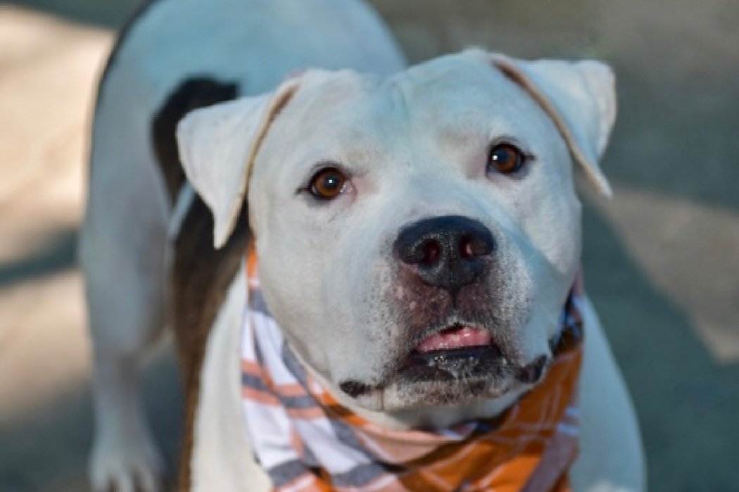 Team Animal Voice #NYCACC Dogs #TAP4ACCDOGS tweet media