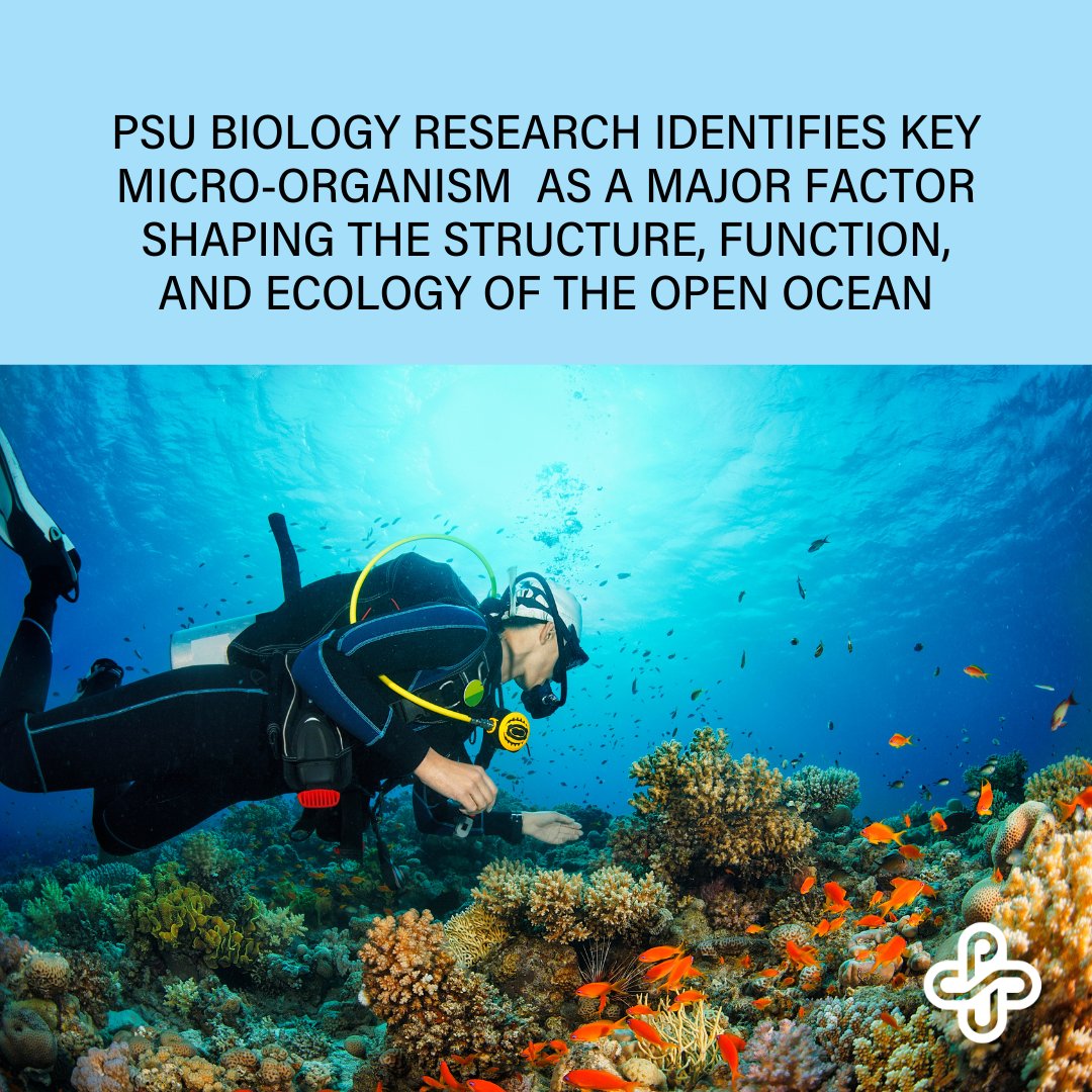 Portland State Research (@psu_research) on Twitter photo Researchers from PSU, <a href="/uoregon/">University of Oregon</a> & Pacific Univ. identified an organism that plays a crucial role in the ecology of the ocean. Read the article: academic.oup.com/pnasnexus/arti… More background about the study: pdx.edu/news/undergrad… Researchers from PSU, <a href="/uoregon/">University of Oregon</a> & Pacific Univ. identified an organism that plays a crucial role in the ecology of the ocean. Read the article: academic.oup.com/pnasnexus/arti… More background about the study: pdx.edu/news/undergrad…