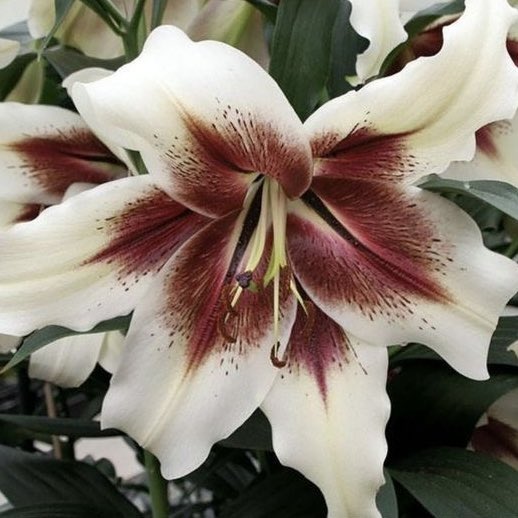 jeytiripilled's tweet image. THE STARS &amp;amp; THE MOON
𓍼 AURORA E. LUPIN-BLACK