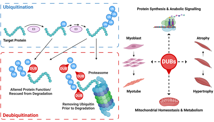 AJPCellPhys's tweet photo. A trio from @UniMelbMDHS are going to break in Novmember's #ArticleinPress! Deubiquitinases in #skeletal #muscle - The Underappreciated Side of the Ubiquitination Coin (Wayne Du et al.):

https://t.co/3WsUzqGRtR https://t.co/JALJyPr3MQ