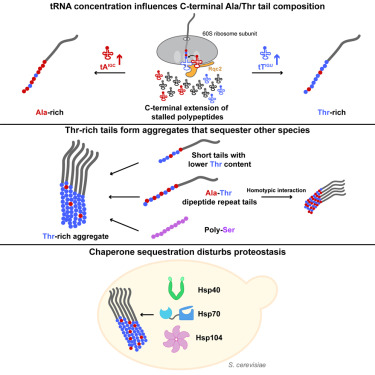 Online Now: Threonine-rich carboxyl-terminal extension drives aggregation of stalled polypeptides dlvr.it/TFyBh5