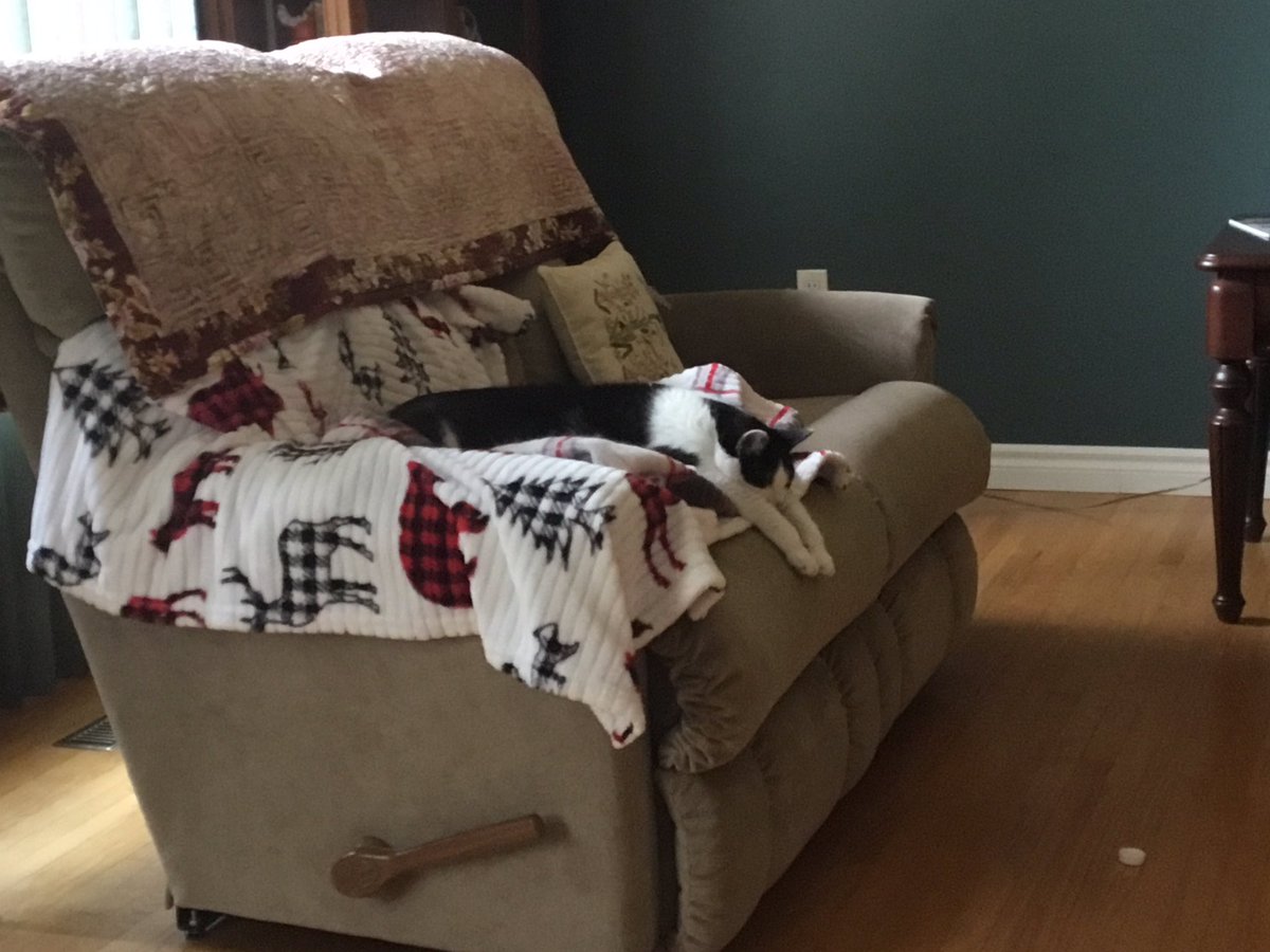 MLTspecialties's tweet photo. @Lee_in_Iowa #FinnAgain is remarkably large like his namesake in Australia.

Here is Oreo doing the Friday Flop. https://t.co/NwBTC24SHs
