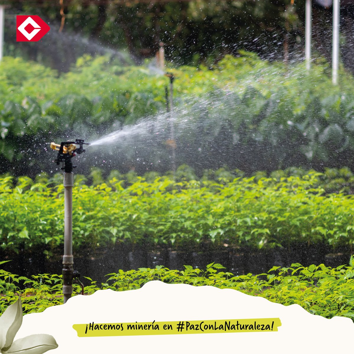 DrummondLtdCo's tweet photo. ¡Usamos tecnología de #ClaseMundial para hacer minería en #PazConLaNaturaleza✅🙌! El #ViveroForestal🌿🌳 de nuestras #OperacionesMineras cuenta con un sistema de riego automatizado para asegurar que cada planta reciba la cantidad necesaria de agua🌱💧.
#COP16Colombia🪷 https://t.co/YC6sAFzEEI