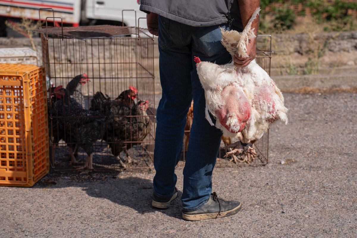 muzirorg's tweet photo. Dünya Vegan Günü sona ermeden Türkiye’nin hayvan sömürü haritasını çıkaran hayvan foto muhabiri Havva Zorlu'yla tanışın. @havvazzorlu 
"Hayvanlar öldürülürken hızlanan nefes alış verişimden vizörümün buğulandığı anlar oluyor."
https://t.co/VzATCt9lnk
#DünyaVeganGünü https://t.co/GsNWbcDHgu