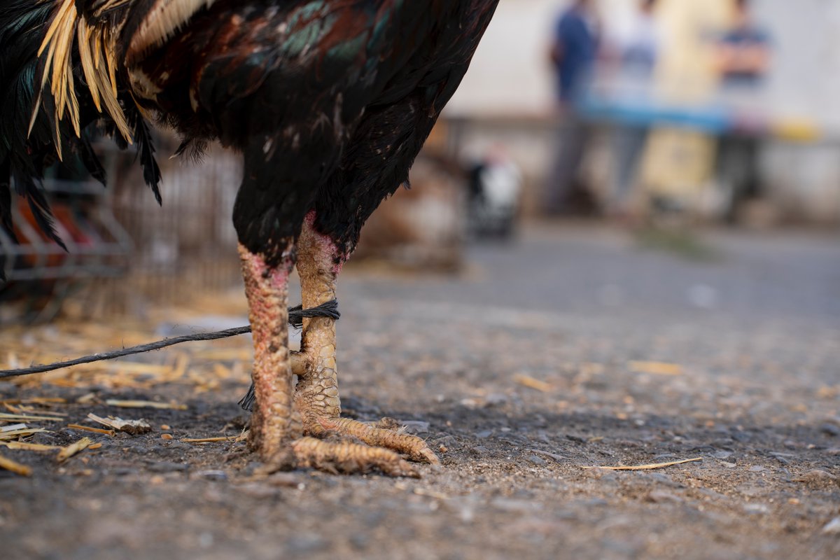 muzirorg's tweet photo. Dünya Vegan Günü sona ermeden Türkiye’nin hayvan sömürü haritasını çıkaran hayvan foto muhabiri Havva Zorlu'yla tanışın. @havvazzorlu 
"Hayvanlar öldürülürken hızlanan nefes alış verişimden vizörümün buğulandığı anlar oluyor."
https://t.co/VzATCt9lnk
#DünyaVeganGünü https://t.co/GsNWbcDHgu