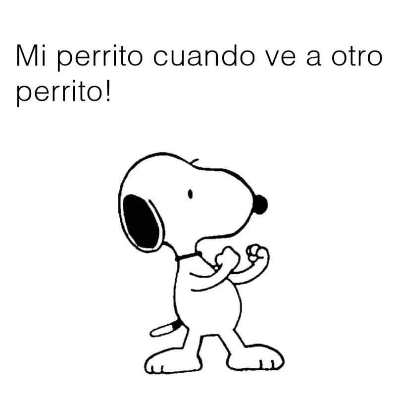 El Meme (@memessv7) on Twitter photo 