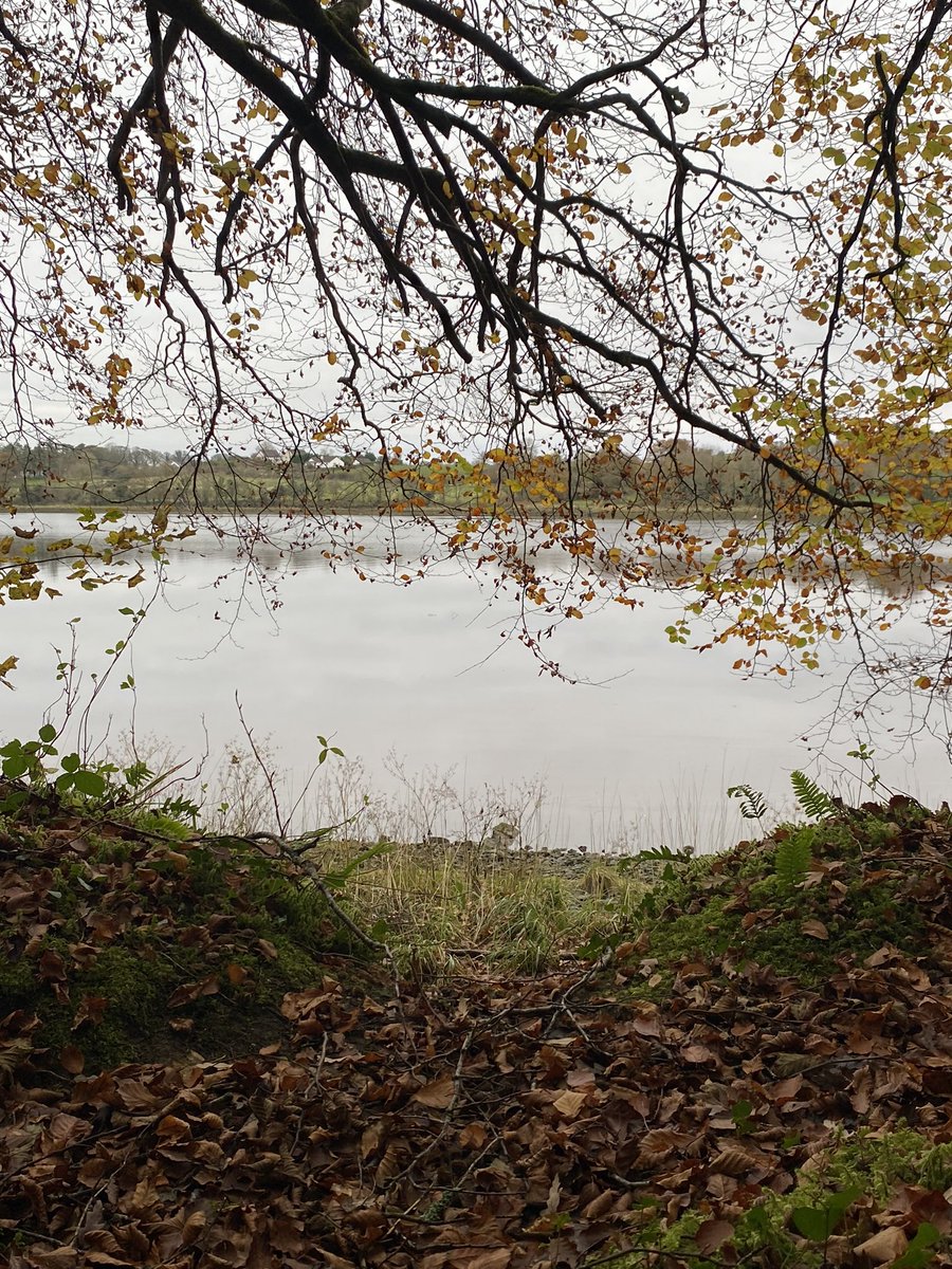 EditorGrainneT's tweet photo. I took a notion to stray northwards to Belleek Woods for an autumnal #StetWalk today, covering some of my November kms for @BreakthroCancer. You’re never too grown up to enjoy making noise walking on leaves. https://t.co/aoTQT5bbsJ