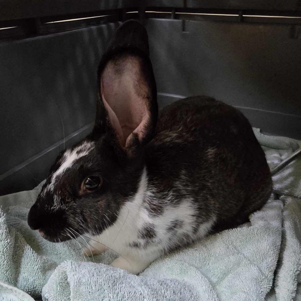 Cris Winter tweet media