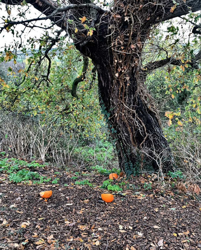 HooklandGuide's tweet photo. We arrive at All Saints' Day, where night before is told in lantern fragments scattered around home trees of Wood Sprites. No Halloween hangover, no Allhallowtide slack for us pagans taking the day to walk with our beloved dead. – #EmilyCBanting, October 24th, 1982 #WitchDiary https://t.co/SLCNodNBDG