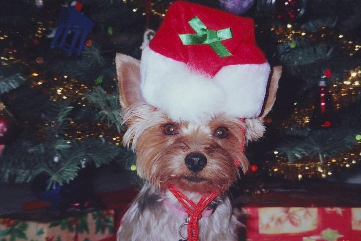 cbw1960's tweet photo. @bunsenbernerbmd I love Yorkies! This is Nellie and Lexi. ❤️ https://t.co/qnav87hfiL