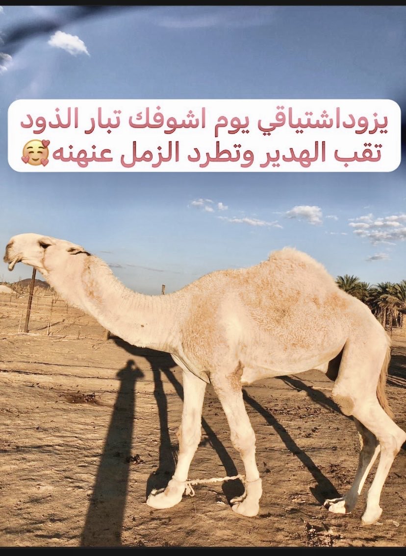 ‏ ‏‏ ‏‏ ‏ بن جالي✋ (@ibn_jaaly) on Twitter photo 