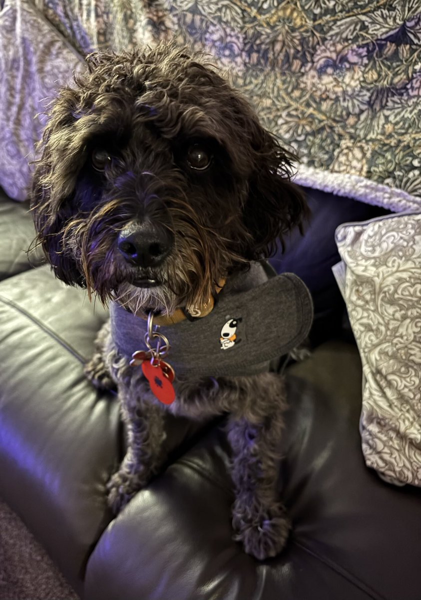 cherrylkd's tweet image. Fireworks starting early this year #sadface #thundershirt