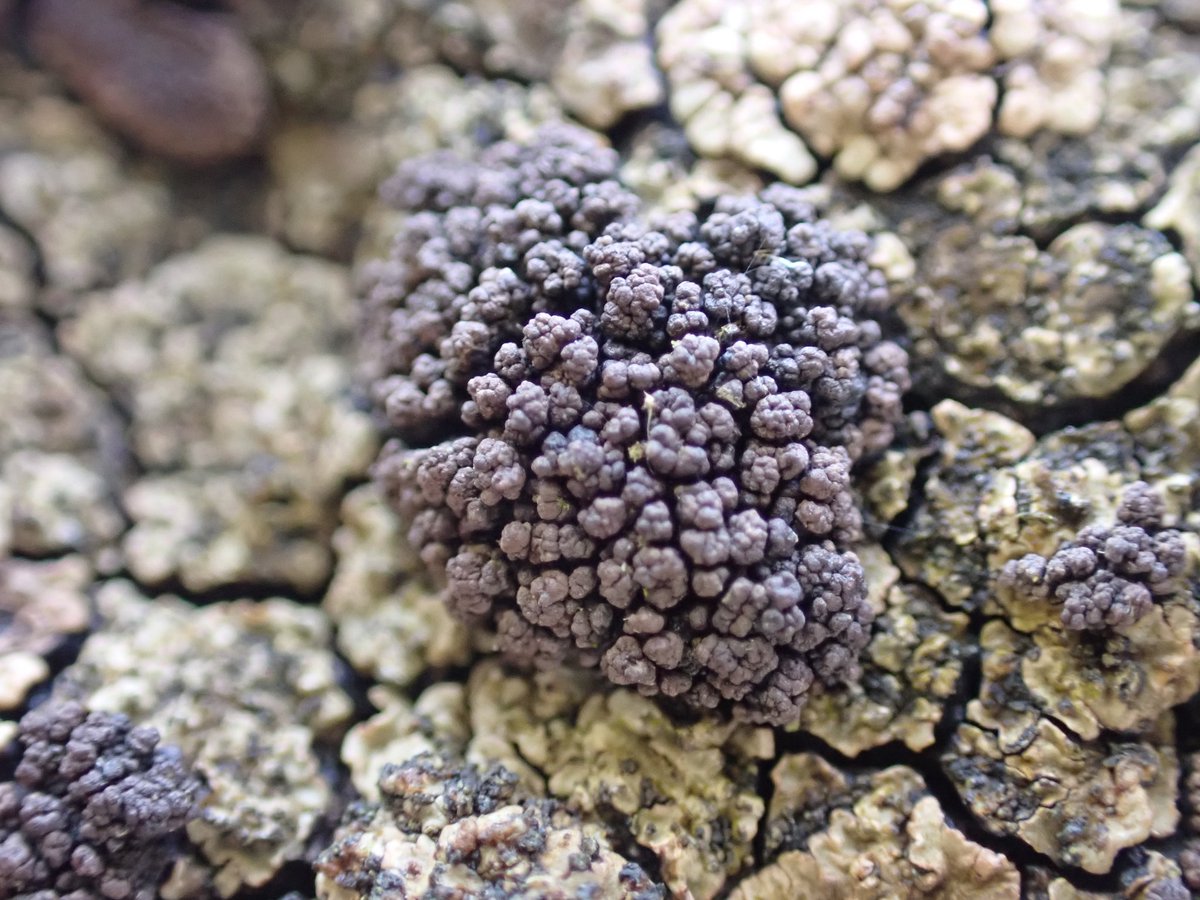 I'm fairly familiar with Acarospora fuscata , commonly found on the dry stone walls on the moors.But i've never noticed any growth on them like this 🤔 <a href="/specanatura/">Anthony Speca</a> <a href="/mothgarden/">Jenny Seawright</a>