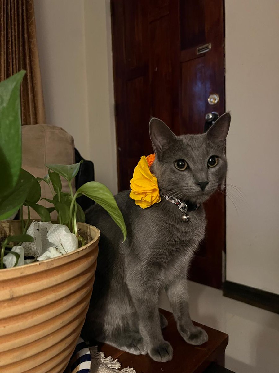#Simon🐈‍⬛