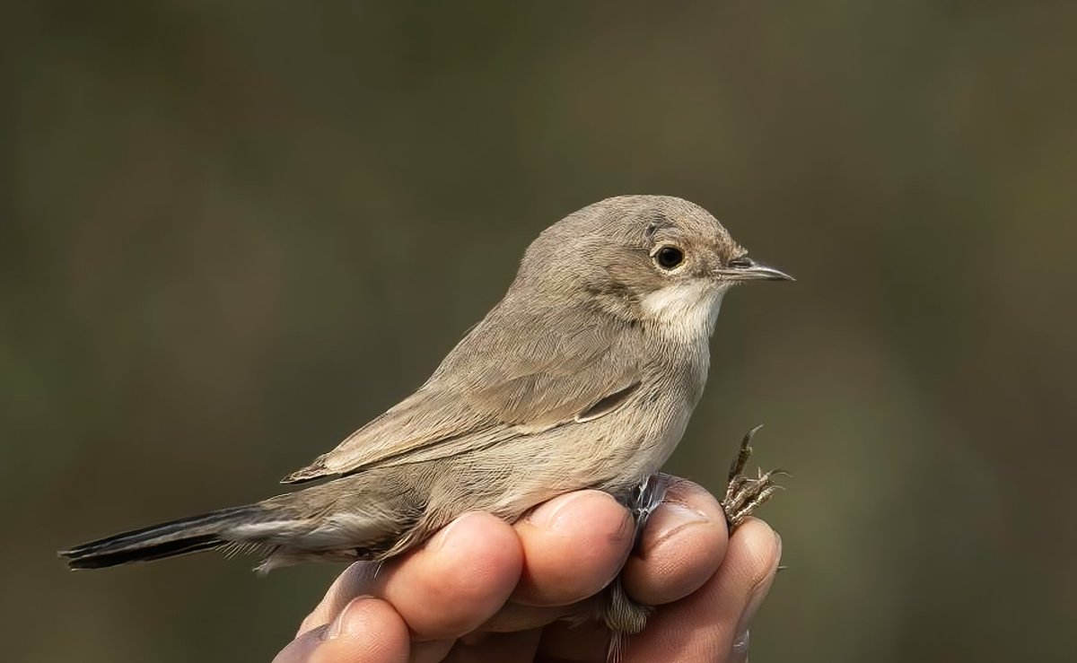 1st-winter Ménétries´ Warbler, Sylvia mystacea trapped and ringed at Lake Fehér, Szeged, photo by Tokody Béla - the 1st record for Hungary