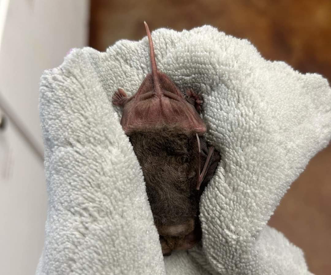 batworld's tweet image. Happy #BatBootyFriday! This bat booty is brought to you by Patty, the Mexican free-tail! 🦇