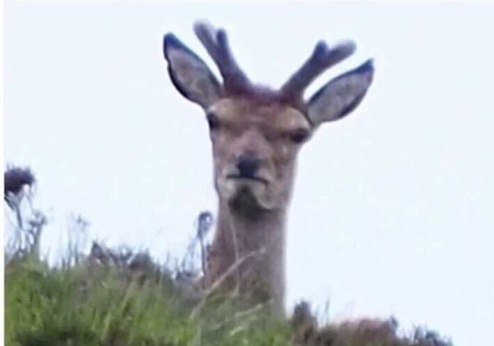 horseware enthusiast tweet media