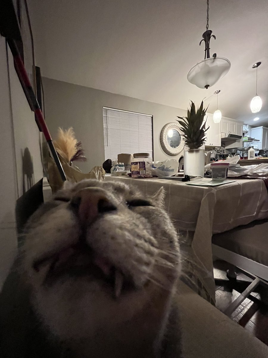 2dbert's tweet image. 