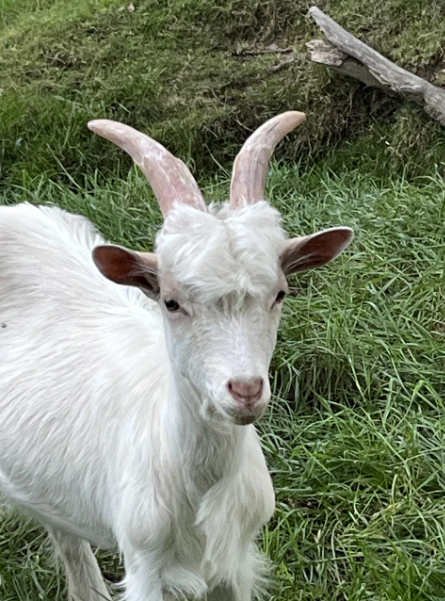 Nucl3arPanda tweet media