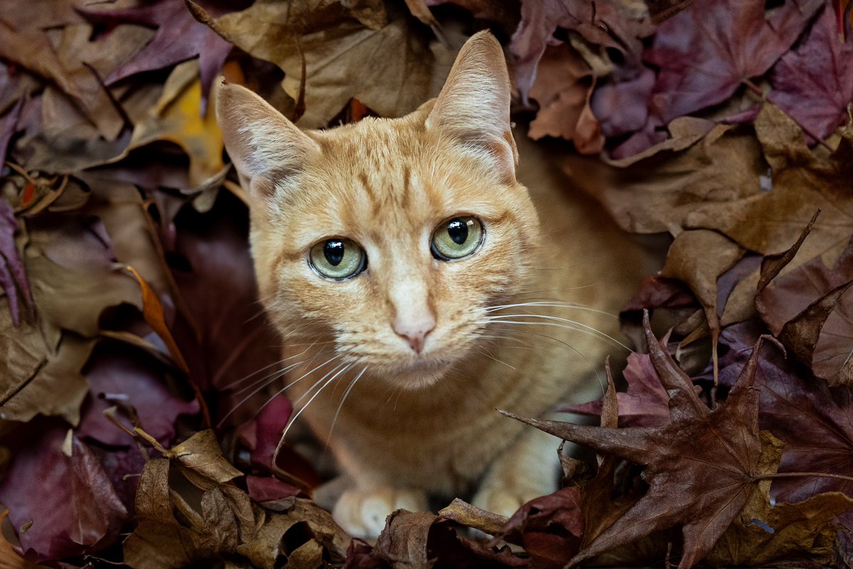 Bubbles and Toni (@vancity_bubbles) on Twitter photo 