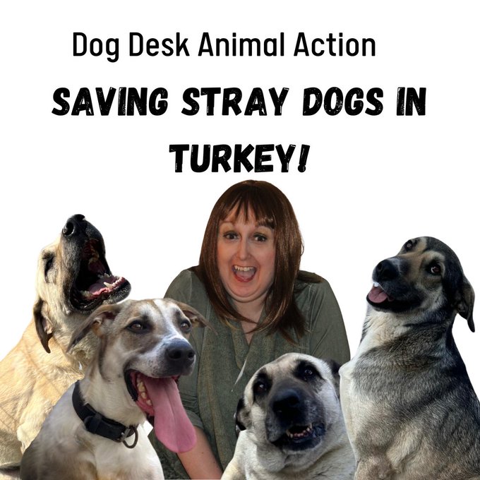 DogDeskAction's tweet photo. We save the lives of stray dogs in Turkey 🫶

We don't just rescue them!

We reduce the population, operate a free homeless animal clinical service for the sick & injured, feed the hungry, connect community, shelter vulnerable animals, advise on animal welfare & run educational programmes. 

Help us by sharing our content as much as you can, join our Kibble Club which feeds all those hungry dogs & donate if you can

#dogsofx #dogsoffacebook #dogsofinstagram #rescuedogs #KibbleClub #spayandneuter