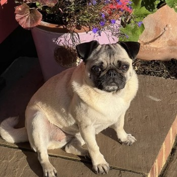 millypod1's tweet photo. MARGOT HOME SAFE. THANKS FOR RT's 😊🐕🐾
🆘31 OCT 2024 #Lost MARGOT #ScanMe
Blonde Pug Female
#Knettishall #Suffolk #IP22
https://t.co/0lU2uYbS06 https://t.co/GxjPvXo3ng