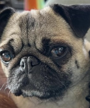 millypod1's tweet photo. MARGOT HOME SAFE. THANKS FOR RT's 😊🐕🐾
🆘31 OCT 2024 #Lost MARGOT #ScanMe
Blonde Pug Female
#Knettishall #Suffolk #IP22
https://t.co/0lU2uYbS06 https://t.co/GxjPvXo3ng