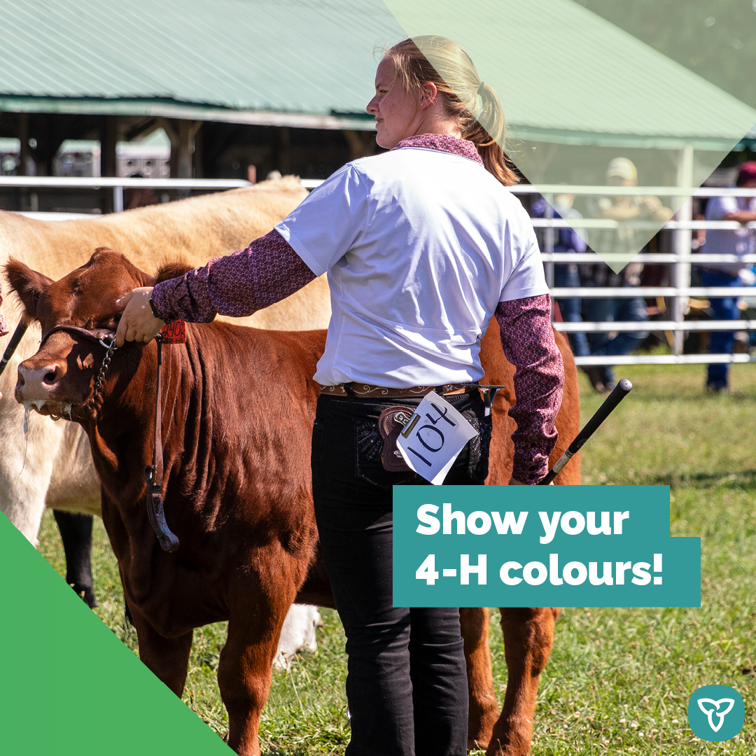 AgricultureON's tweet photo. Ontario is proud to support future agri-food leaders through @4HOntario.

Join us in celebrating the incredible efforts of all 4-H clubs in Ontario by wearing your best green outfit today!

#ShowYour4HColours #OntAg https://t.co/XyHThkFsOJ
