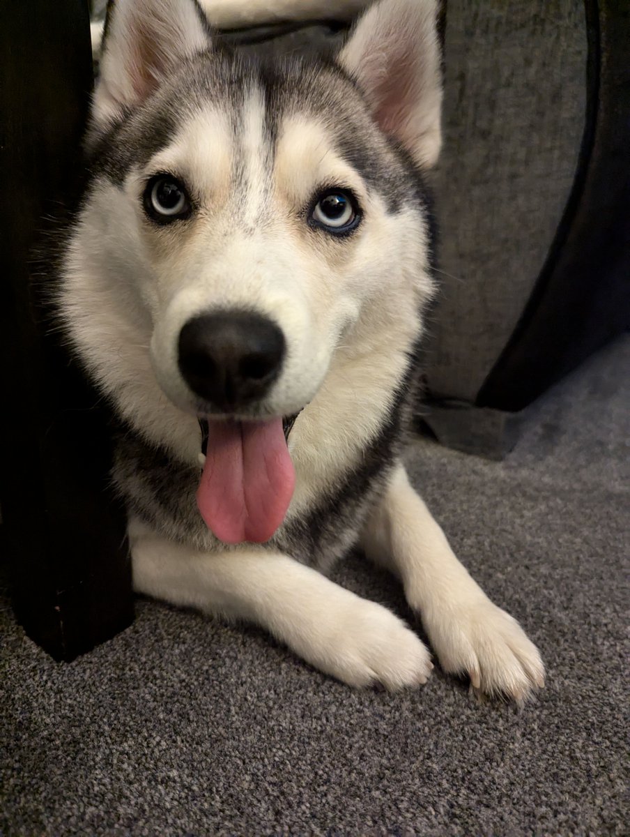 Is it even possible for a dog to be TOO photogenic?