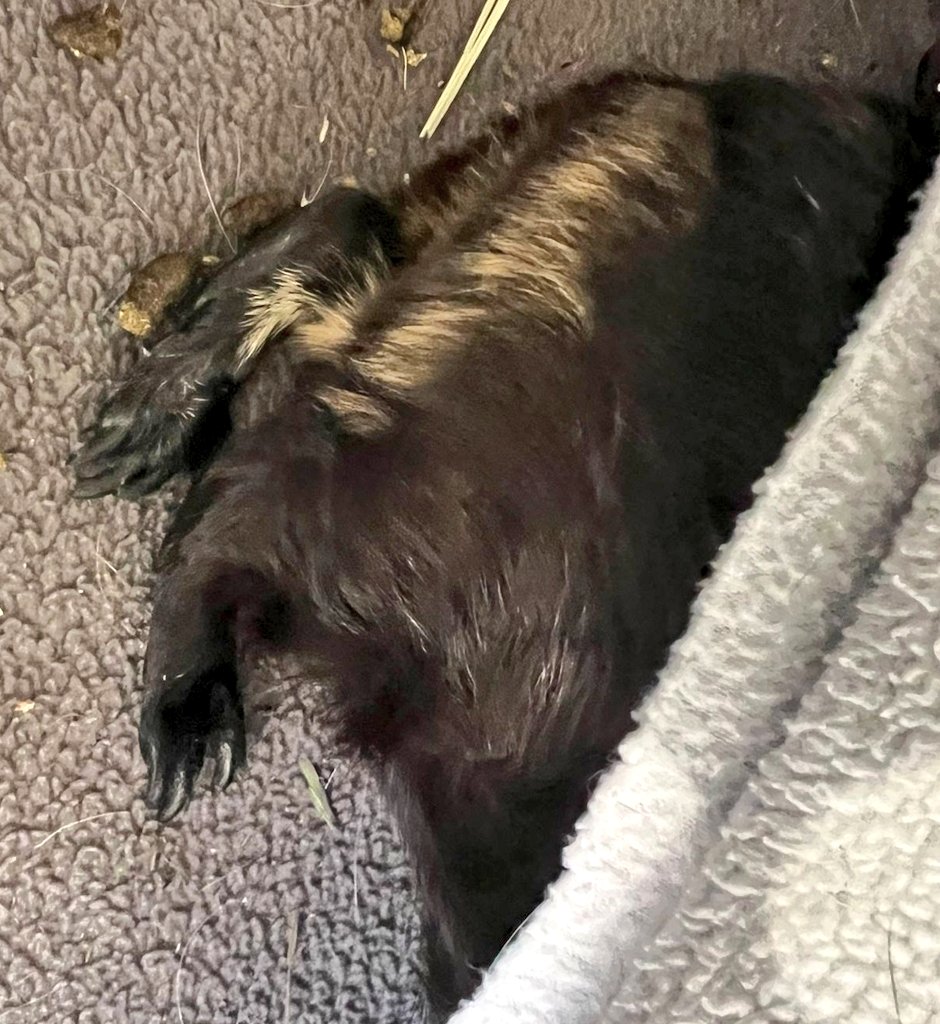 Dispatches from #elderCollegeHoom. #fluffypantaloons #fluffyBumm #guineapigpantaloons <a href="/Piggypantaloons/">Piggy Pantaloons 💙</a> #ReignandAthena