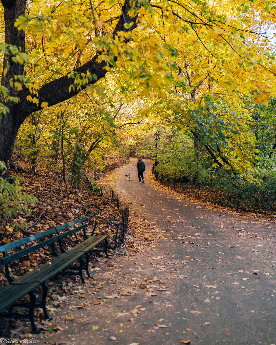 viewfinderthis's tweet image. Autumn in Central Park