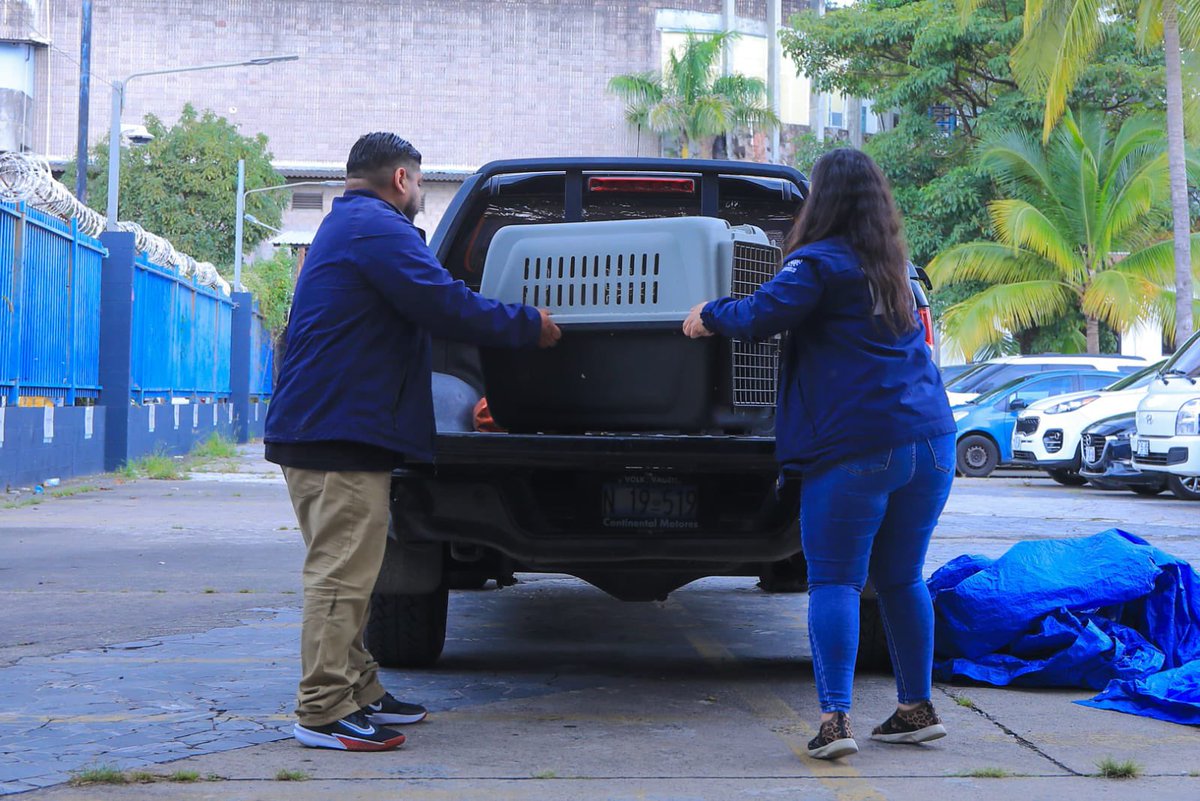 Ernesto Castro (@ecastroes) on Twitter photo Esta mañana, equipos del <a href="/ibaelsalvador/">Instituto de Bienestar Animal</a> atendieron a Canelo en la <a href="/AsambleaSV/">Asamblea Legislativa 🇸🇻</a>.
Para conocer mejor su estado de salud se le realizarán exámenes generales y de química sanguínea. Estará en observación hasta mañana.
Esperamos que pronto Canelo esté de regreso en su casa, el Esta mañana, equipos del <a href="/ibaelsalvador/">Instituto de Bienestar Animal</a> atendieron a Canelo en la <a href="/AsambleaSV/">Asamblea Legislativa 🇸🇻</a>.
Para conocer mejor su estado de salud se le realizarán exámenes generales y de química sanguínea. Estará en observación hasta mañana.
Esperamos que pronto Canelo esté de regreso en su casa, el