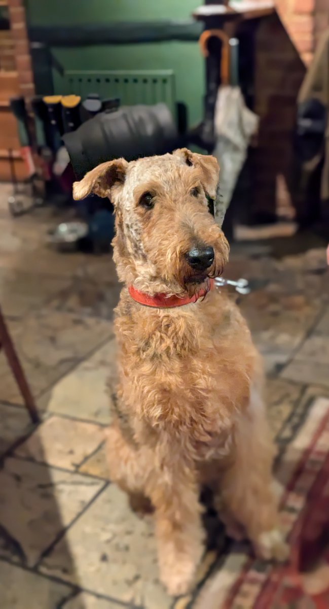 Poppy Loves to have her picture taken or she might just be waiting for treats.

#windlesham #lighwater #bagshot #surreylife 
#doglover