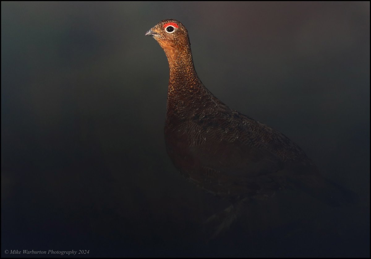 Mike Warburton (@_mikewarburton) on Twitter photo #RedGrouse in the #BreconBeacons at its most Southerly breeding range. #Wales #birds #wildlife #nature <a href="/CanonUKandIE/">Canon UK and Ireland</a> <a href="/BBCSpringwatch/">BBC Springwatch</a> <a href="/Natures_Voice/">RSPB</a> <a href="/RSPBCymru/">RSPB Cymru</a> <a href="/_BTO/">BTO</a> <a href="/BTO_Cymru/">BTO Cymru</a> <a href="/BannauB/">Bannau Brycheiniog (Brecon Beacons) National Park</a> #moorland #mountain #Grouse #gamebird <a href="/NatGeoPhotos/">Nat Geo Photography</a> #BannauBrycheiniog #RedGrouse in the #BreconBeacons at its most Southerly breeding range. #Wales #birds #wildlife #nature <a href="/CanonUKandIE/">Canon UK and Ireland</a> <a href="/BBCSpringwatch/">BBC Springwatch</a> <a href="/Natures_Voice/">RSPB</a> <a href="/RSPBCymru/">RSPB Cymru</a> <a href="/_BTO/">BTO</a> <a href="/BTO_Cymru/">BTO Cymru</a> <a href="/BannauB/">Bannau Brycheiniog (Brecon Beacons) National Park</a> #moorland #mountain #Grouse #gamebird <a href="/NatGeoPhotos/">Nat Geo Photography</a> #BannauBrycheiniog