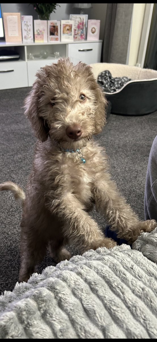 Ronnaburton72's tweet photo. Lasted one month without a dog in our home,he’s cute,nice &amp; naughty 🐶🥰 https://t.co/P0u9iIJ1FG