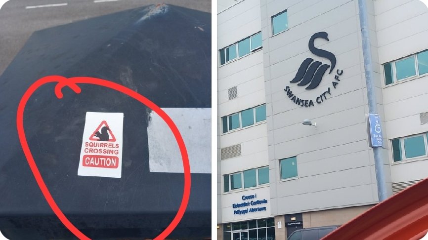 racing_bd's tweet photo. Spotted at @SwansOfficial 🐿
  
#squirrel #squirrelhunting 

#manxgp2024 #iom #bdracinguk #bdracingukltd #LeoSoilleux #zxr400 #kawasaki #racing #BMB #britishminibikechampionship #bemsee #cephysiopilates #drop4gear #helmetcitysomerset #gbracing #j20motorsport #1886 https://t.co/3xYwaSDDcW