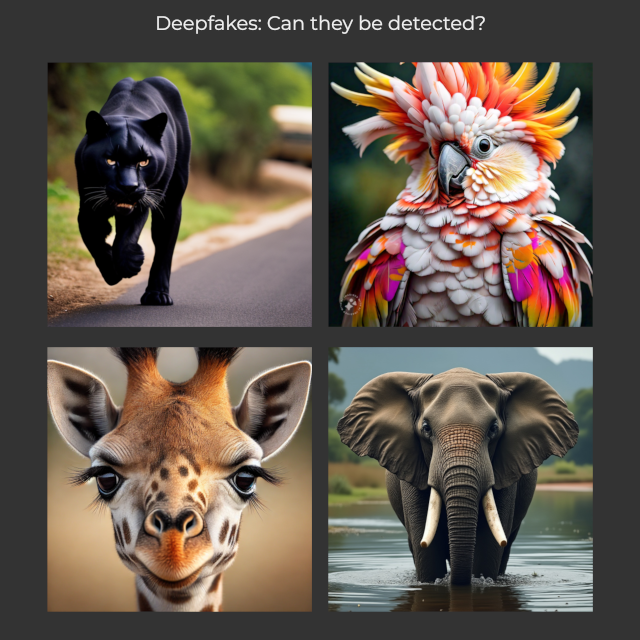 aijunzi's tweet photo. DEEPFAKES: THE NEXT CHALLENGE
#GenAI images look more convincing all the time
https://t.co/8YY911CGx5

Following up on our latest research into AI #deepfake detection, I generated pictures of wild animals using the latest image creation tools from #StableDiffusion, #Meta AI, #OpenAI Dall-E 3, and X #Grok.

These animals look pretty good and you might be more easily fooled when confronted with something you aren’t familiar with. I’ll be taking that challenge on soon.

Next up from the fm lab: More Asking the Right Questions