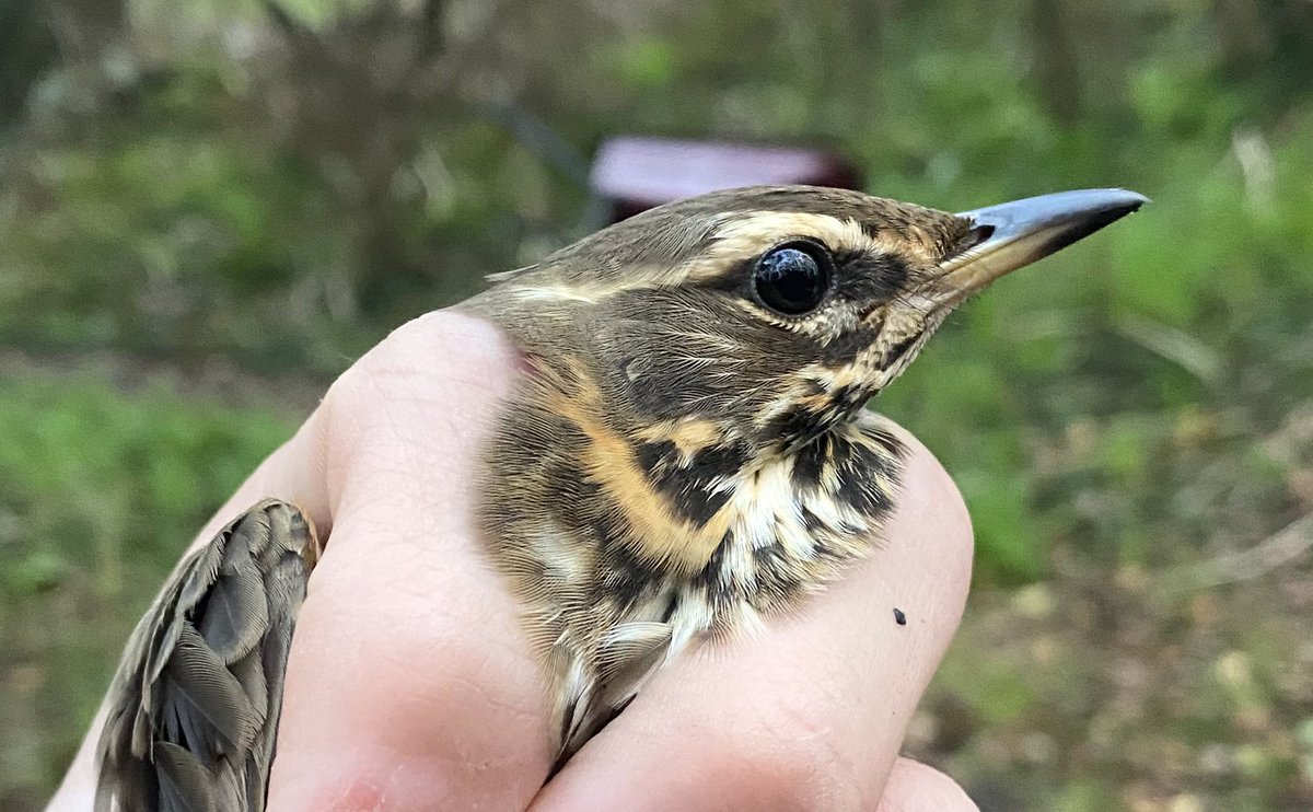 St. Mary’s Patch tweet media