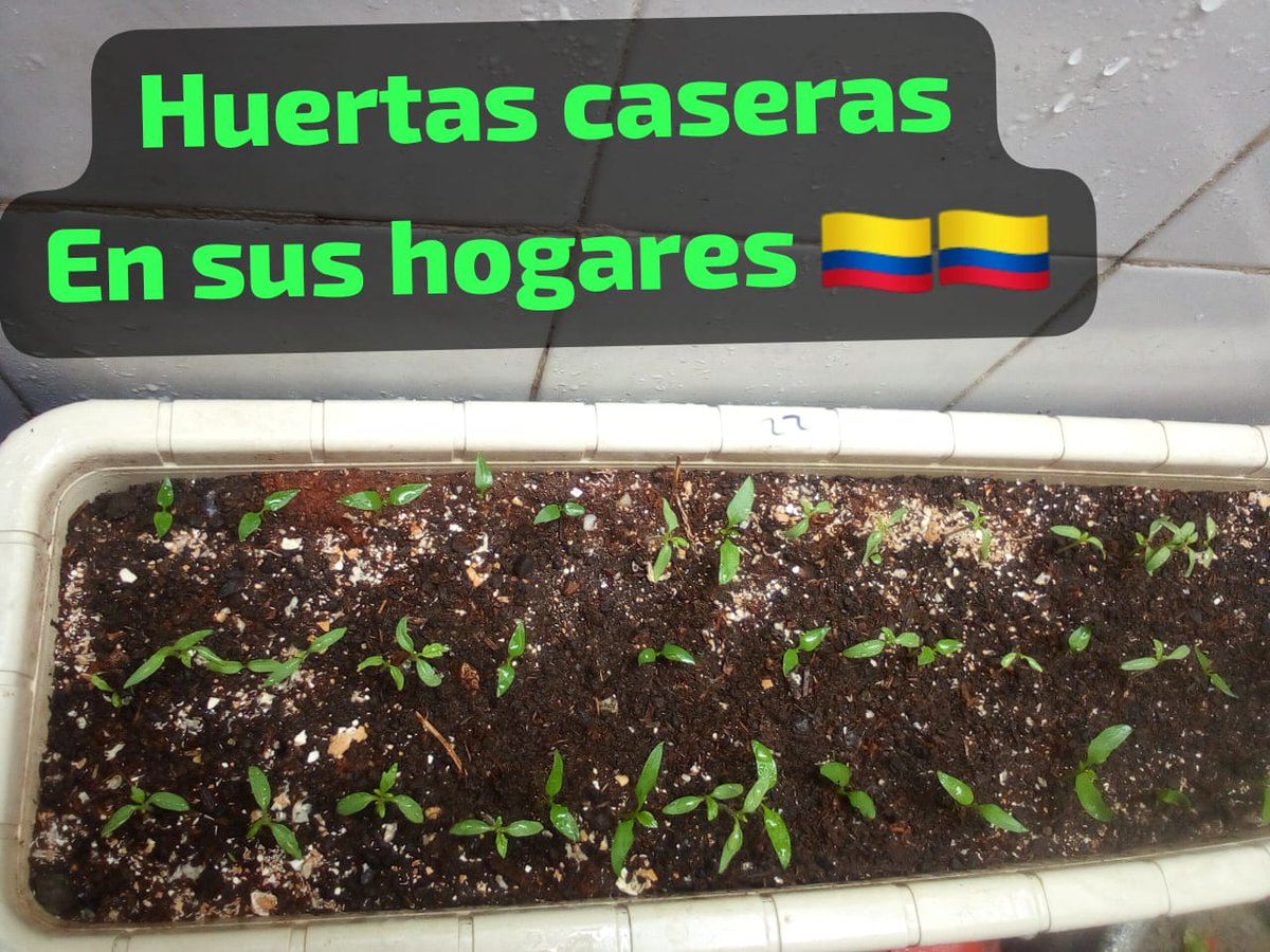 #COP16 

Nuestra contribución al medio ambiente colombiano es con huertas caseras te invitamos a generar conciencia y que en cada hogar se pueda generar huertas!