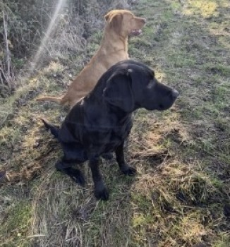 millypod1's tweet photo. 🆘31 OCT 2024 #Lost NEVILLE #ScanMe
OLDER Black Labrador Retriever Male
Church Farm, Ramsey St Mary's #Cambridgeshire #PE26 https://t.co/IjPQfLDLwF https://t.co/NFiI6xxMcL
