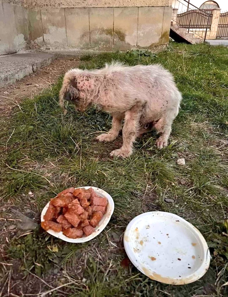 SCD_Rescue's tweet photo. 💔‼️URGENT APPEAL ‼️💔

Sadly, we have another urgent cry for help for another pup who has the most horrendous skin condition. 

Our rescuer has been feeding these 2 pups and when she went to feed them early this morning there was only 1 - sadly the other was dead nearby💔

The remaining pup has awful demodex and is now all alone. 

Our rescuer is going this evening and has asked if we can help save him/her. 

So we don’t have long but we cannot leave this poor baby alone to suffer the same fate as the sibling 💔💔

If you can help, please use 
Ref: PUP

Bank and PayPal Details

https://t.co/gE53QnoSCO

Bank details:

Name: Second Chance Dog Rescue CIC
Account Number: 53479449
Sort Code: 608371

PLEASE HELP IF TOU CAN, WE CAN SAVE THIS PUP THIS EVENING IF WE RAISE FUNDS