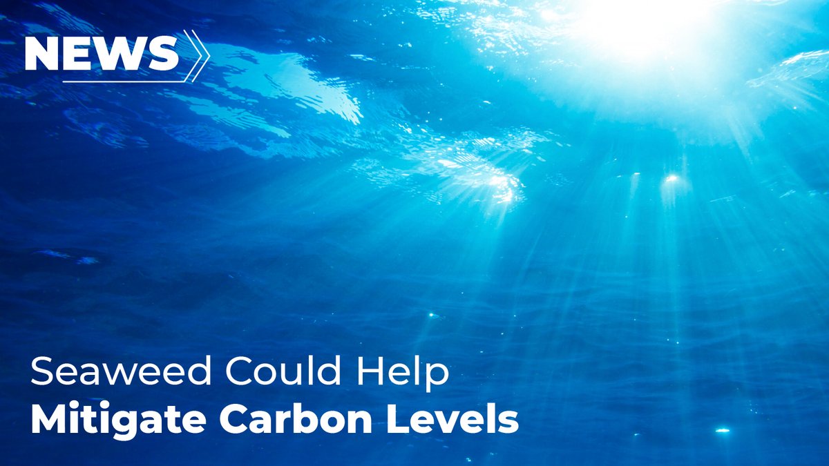 New research shows seaweed can hold 50 times more carbon than the atmosphere and has sequestered about 30% of anthropogenic CO2 emissions. Seaweed could also be used as a food source, and as animal feed to reduce methane emissions from livestock farming. bit.ly/4efXcJ4