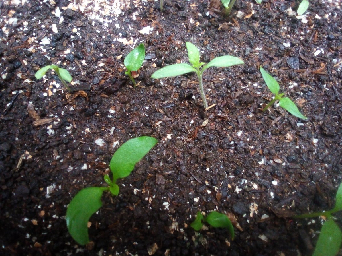 #COP16 

PAZ con la Naturaleza 💛💛💛💙💙❤️ Huertas Casera en 🇨🇴🇨🇴🇨🇴