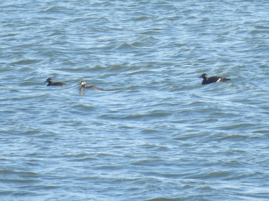 RichardThomlin2's tweet photo. Glorious November day @FileyBirdObs @nybirdnews Highlights of a seawatch over low tide 3 Velvet scoter, red throated divers, young gannets, guillemots, pink feet, plenty of purple sandpipers, turnstone, these rock pipit &amp; pied wagtail
@Matthew72971990 @vikingoptical https://t.co/iRPGnqaKMR