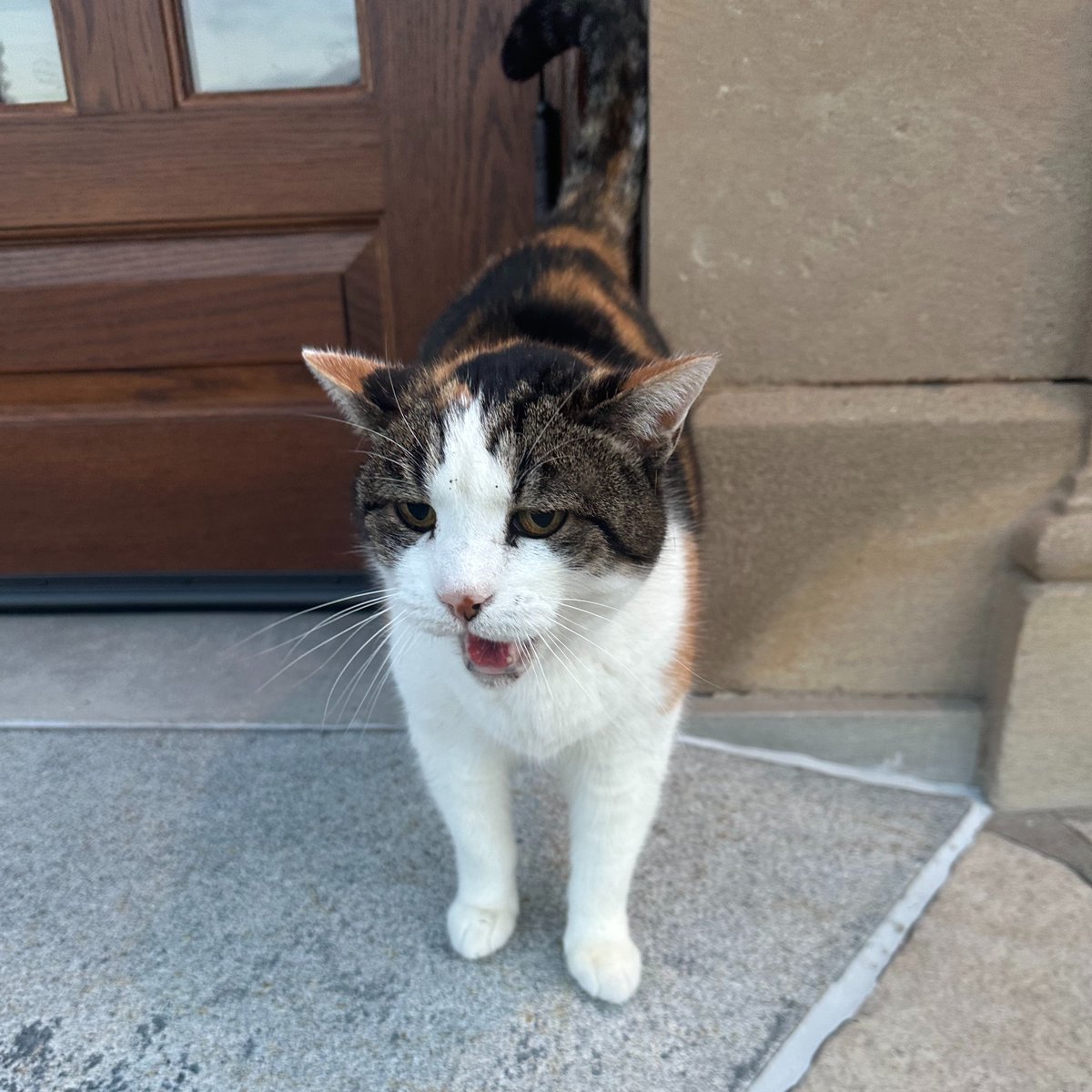 Another Election Day spent wondering when cats' voices will be heard. In the meantime, I'm busy telling hoomans to make sure to get to the polls.
