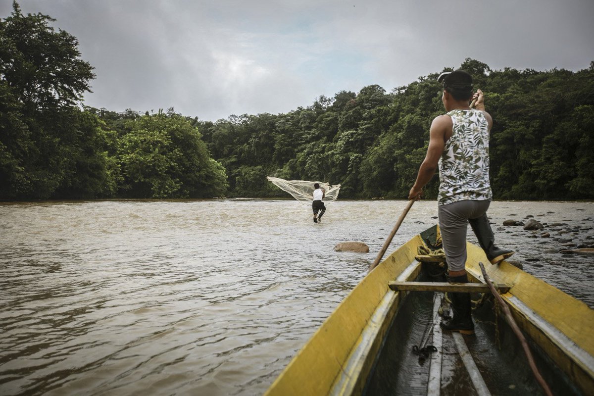 PalmiraUNAL's tweet photo. 📰Para acceder a los secretos moleculares de la jagua se firmó un contrato de acceso a recursos genéticos entre @MinAmbienteCo y #Ecoflora, el cual se basó en disposiciones que buscan que los beneficios derivados de su uso sean distribuidos de manera justa y equitativa. https://t.co/8QKr4P6kvf