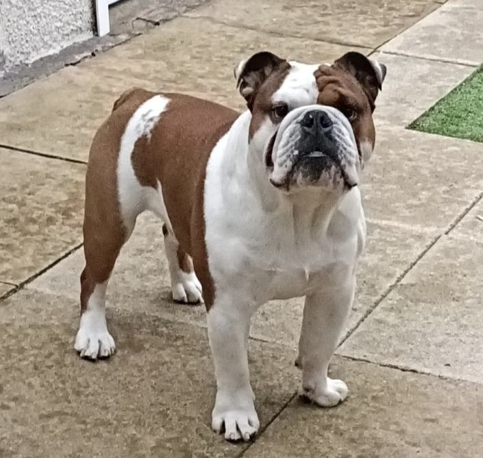 H2RScotland's tweet photo. Can you share to help Reggie find a home? He’s a lovely 2 year old British Bulldog! We cover the whole of Scotland, and beyond if the right home is available! For all his details please visit our website here https://t.co/mIohB3bGRY https://t.co/mtztiDqv23